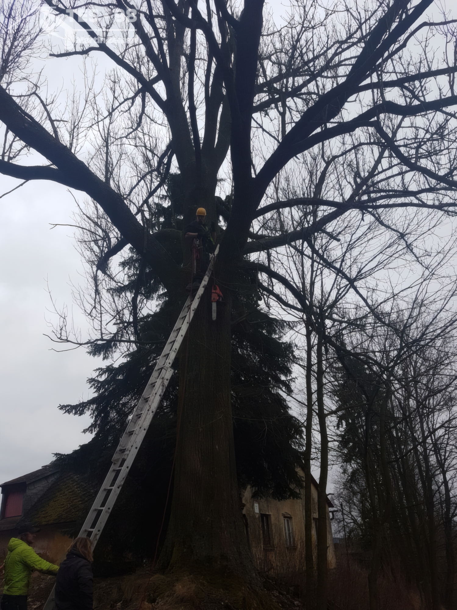 Kácení, Starý Rokytník